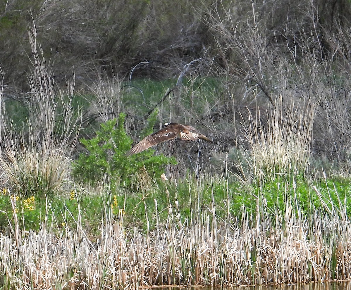 Osprey - ML582005141