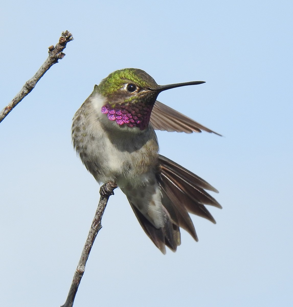 Black-chinned x Broad-tailed Hummingbird (hybrid) - Pat Grantham