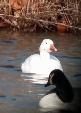 Snow Goose - ML582005881