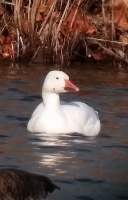 Snow Goose - ML582005931