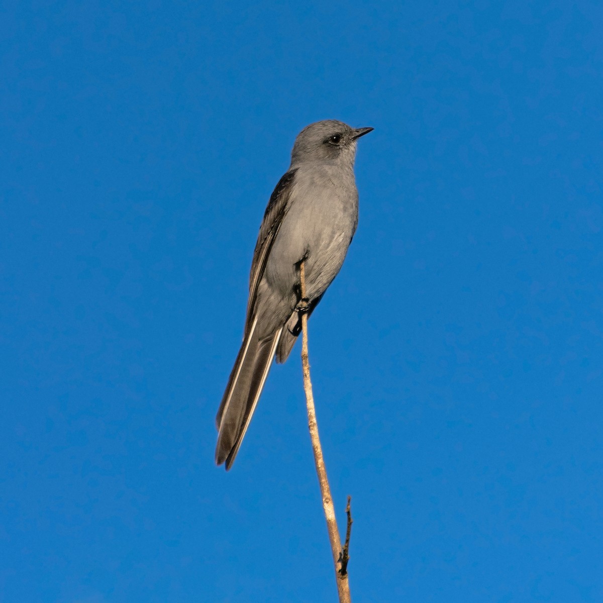 Shear-tailed Gray Tyrant - ML582006061