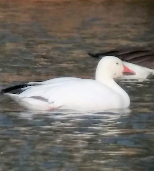 Snow Goose - ML582006091