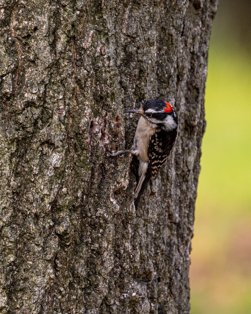 Downy Woodpecker - Peter Rosario