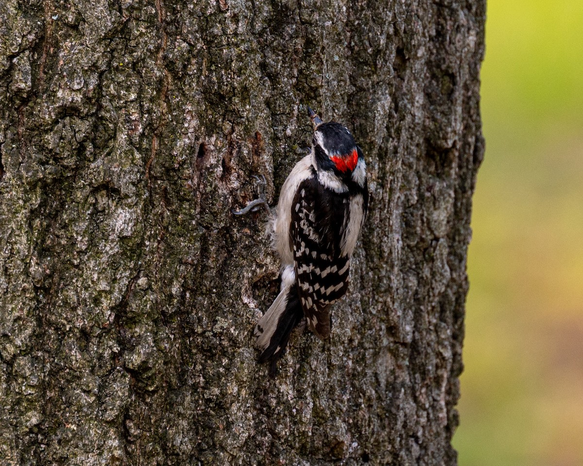 Downy Woodpecker - ML582006371