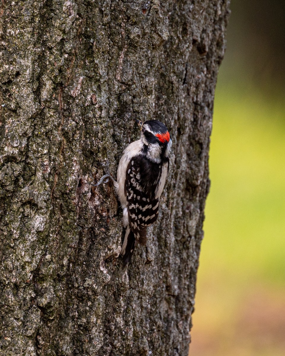 Downy Woodpecker - ML582006391