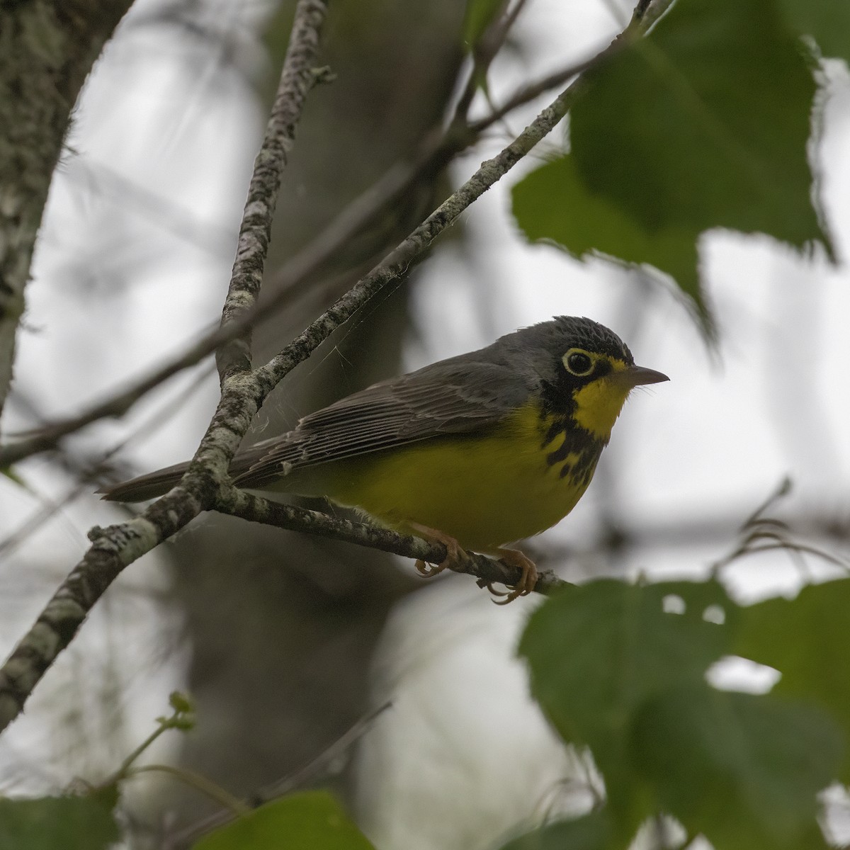 Canada Warbler - ML582006701