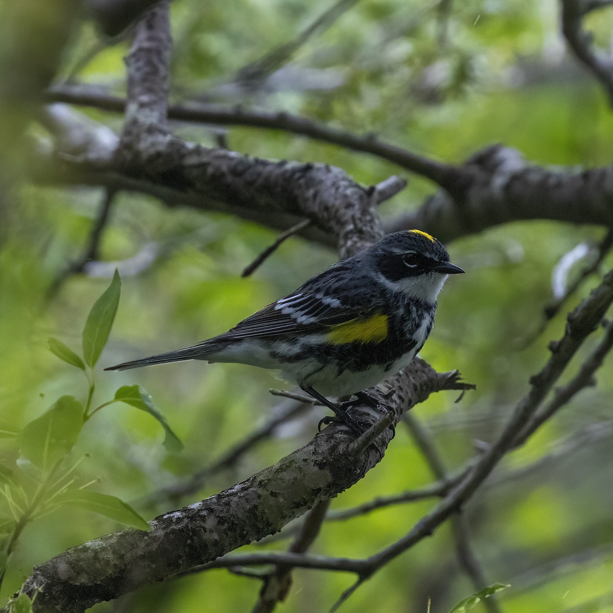 Yellow-rumped Warbler (Myrtle) - ML582006711