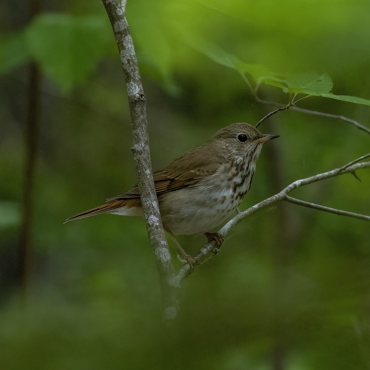 Hermit Thrush - ML582007201