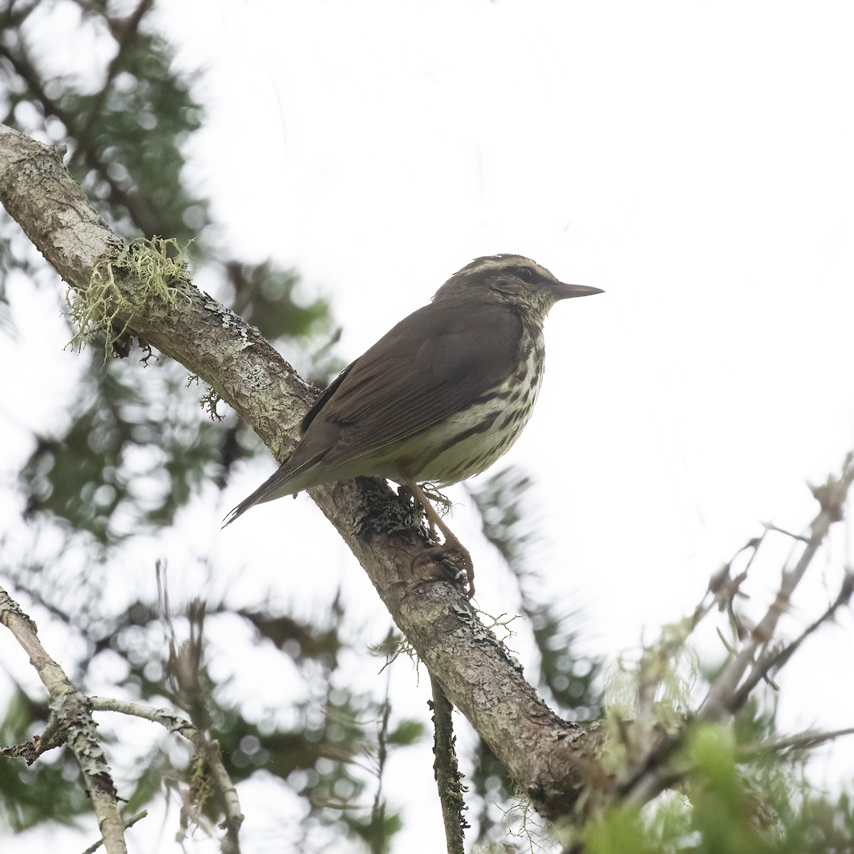 Northern Waterthrush - ML582007251