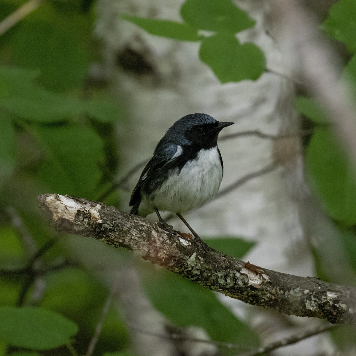 Black-throated Blue Warbler - ML582007331