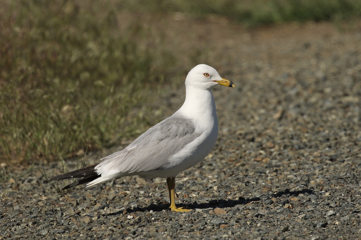 Ring-billed Gull - ML582009971