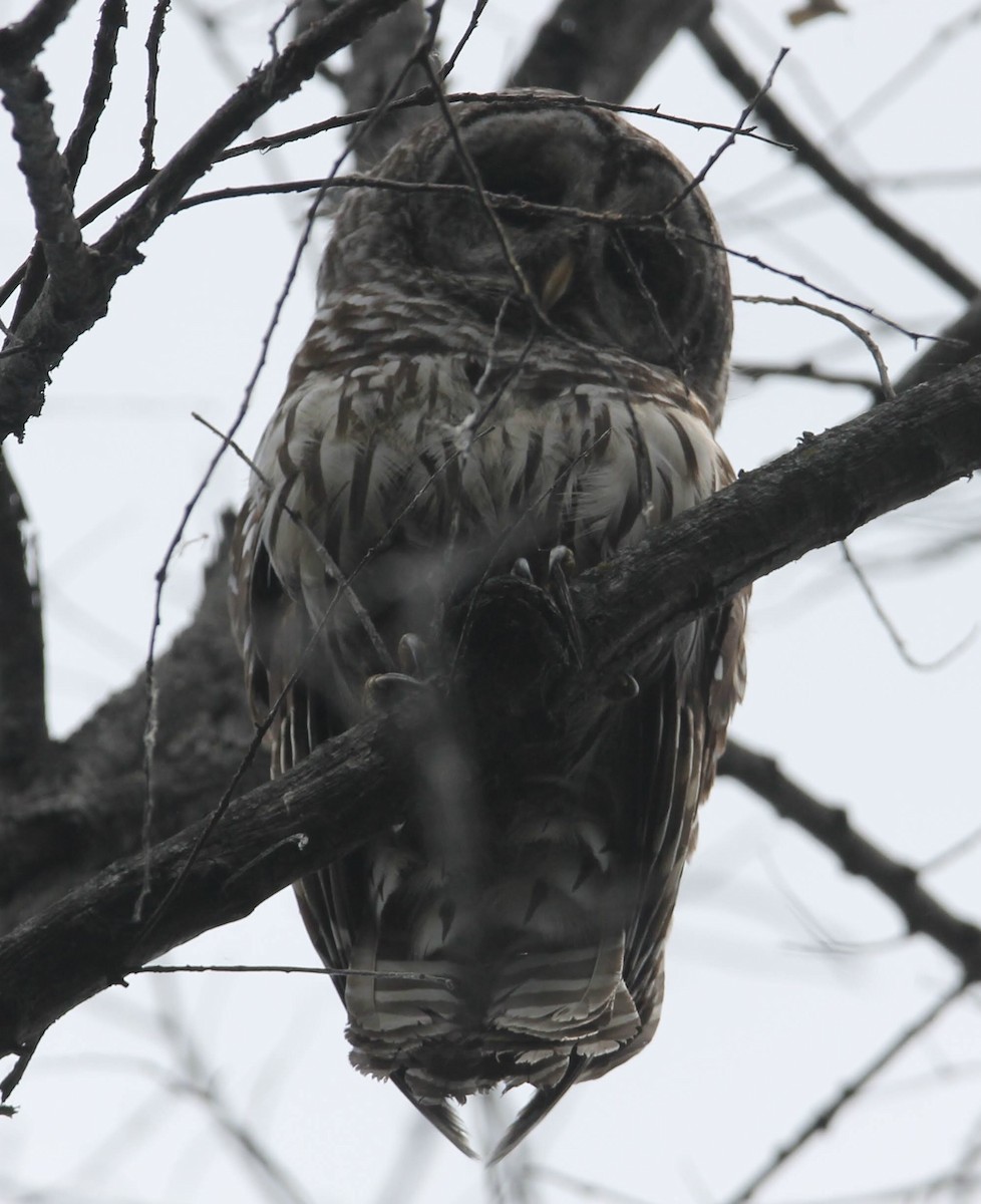 Barred Owl - ML582010531