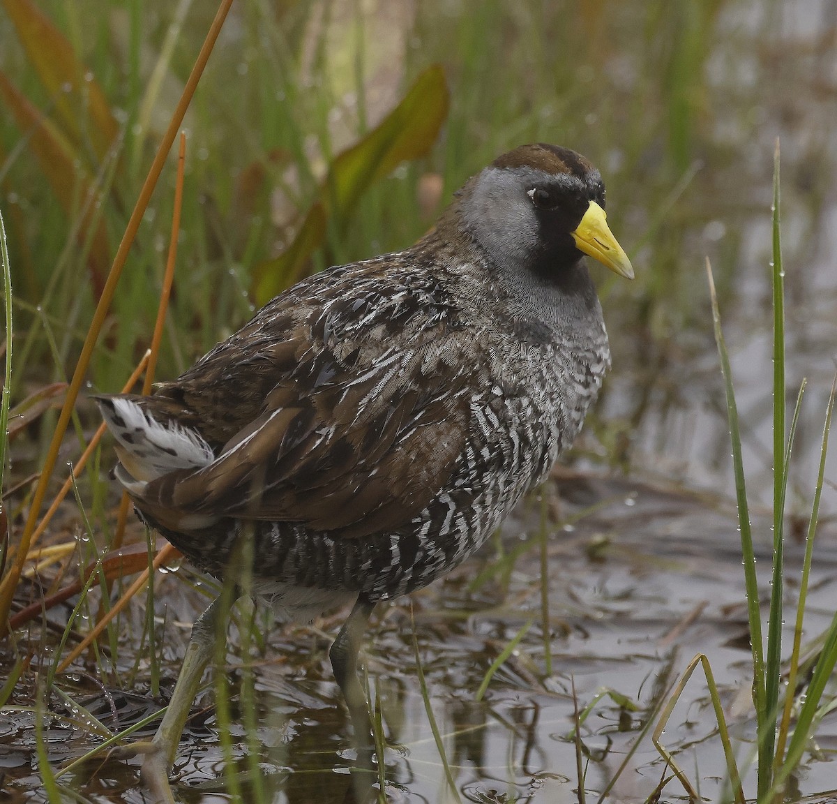 Sora Suyelvesi - ML582011141