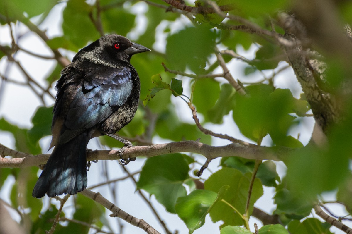 Bronzed Cowbird - ML582011781