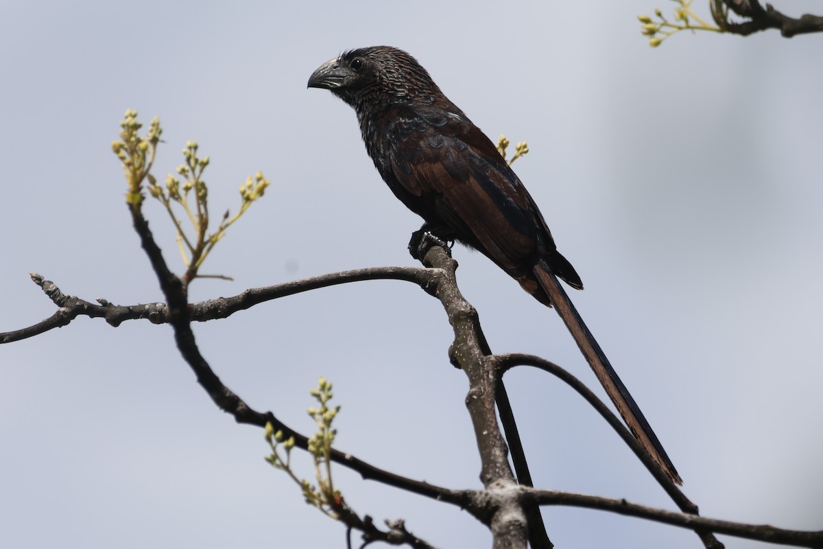 Groove-billed Ani - ML582012351