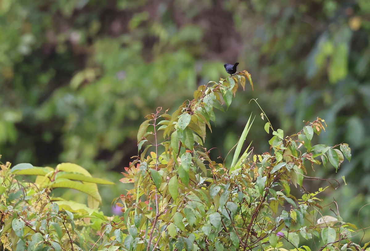 Blue-black Grassquit - Kevin Sarsfield