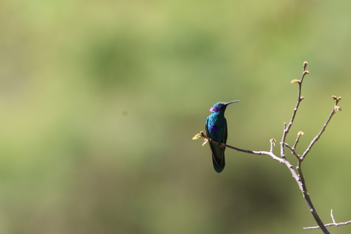 Sparkling Violetear - Jorge Alcalá