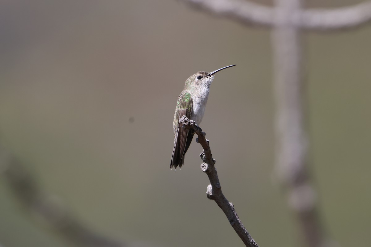 Spot-throated Hummingbird - Jorge Alcalá