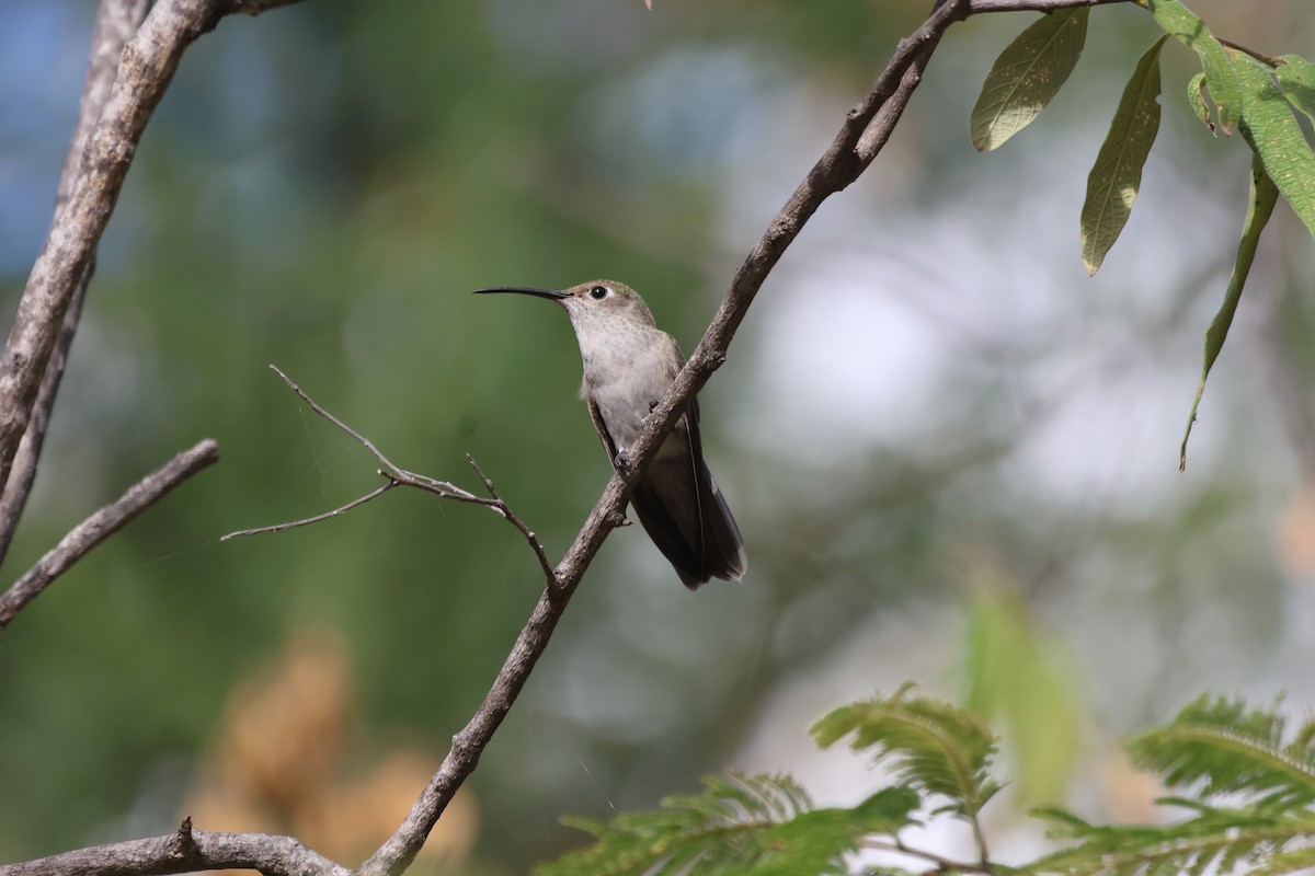 Spot-throated Hummingbird - Jorge Alcalá