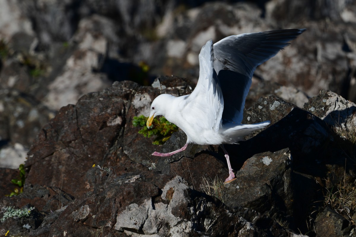 Western/Glaucous-winged Gull - Raphaël Nussbaumer