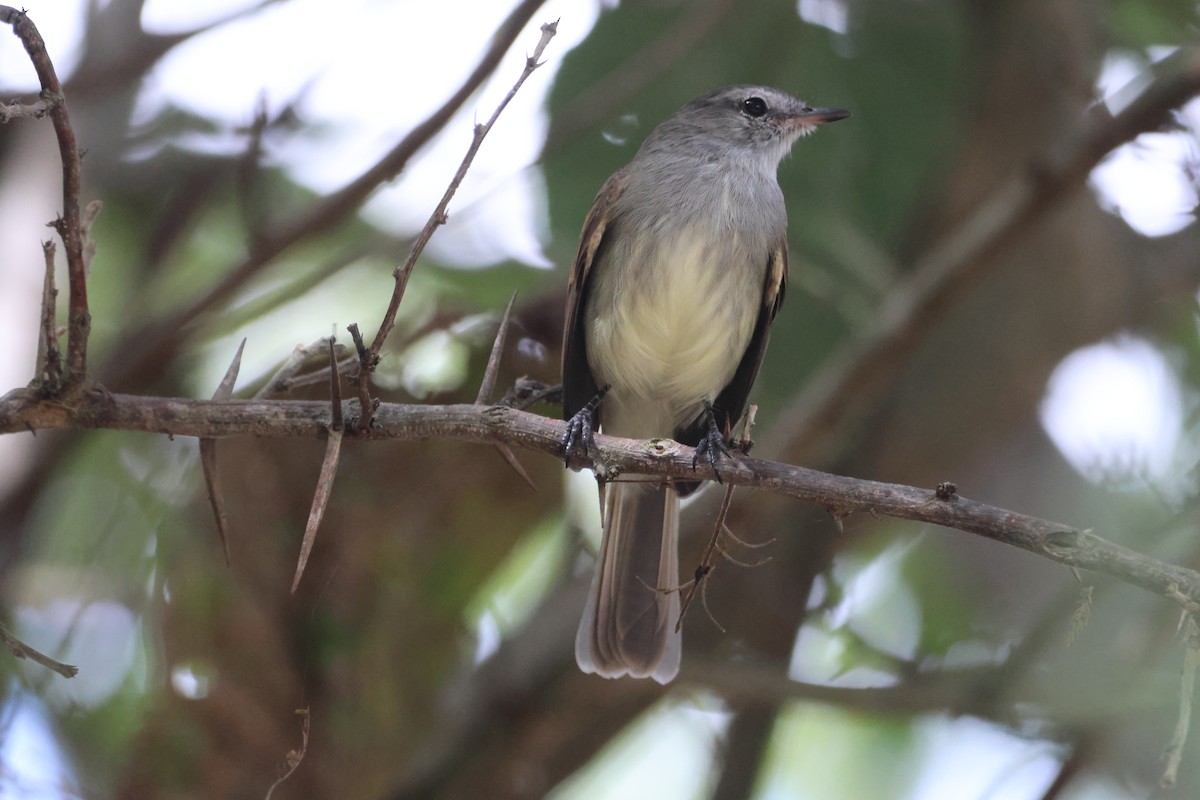 Marañon Tyrannulet - Jorge Alcalá