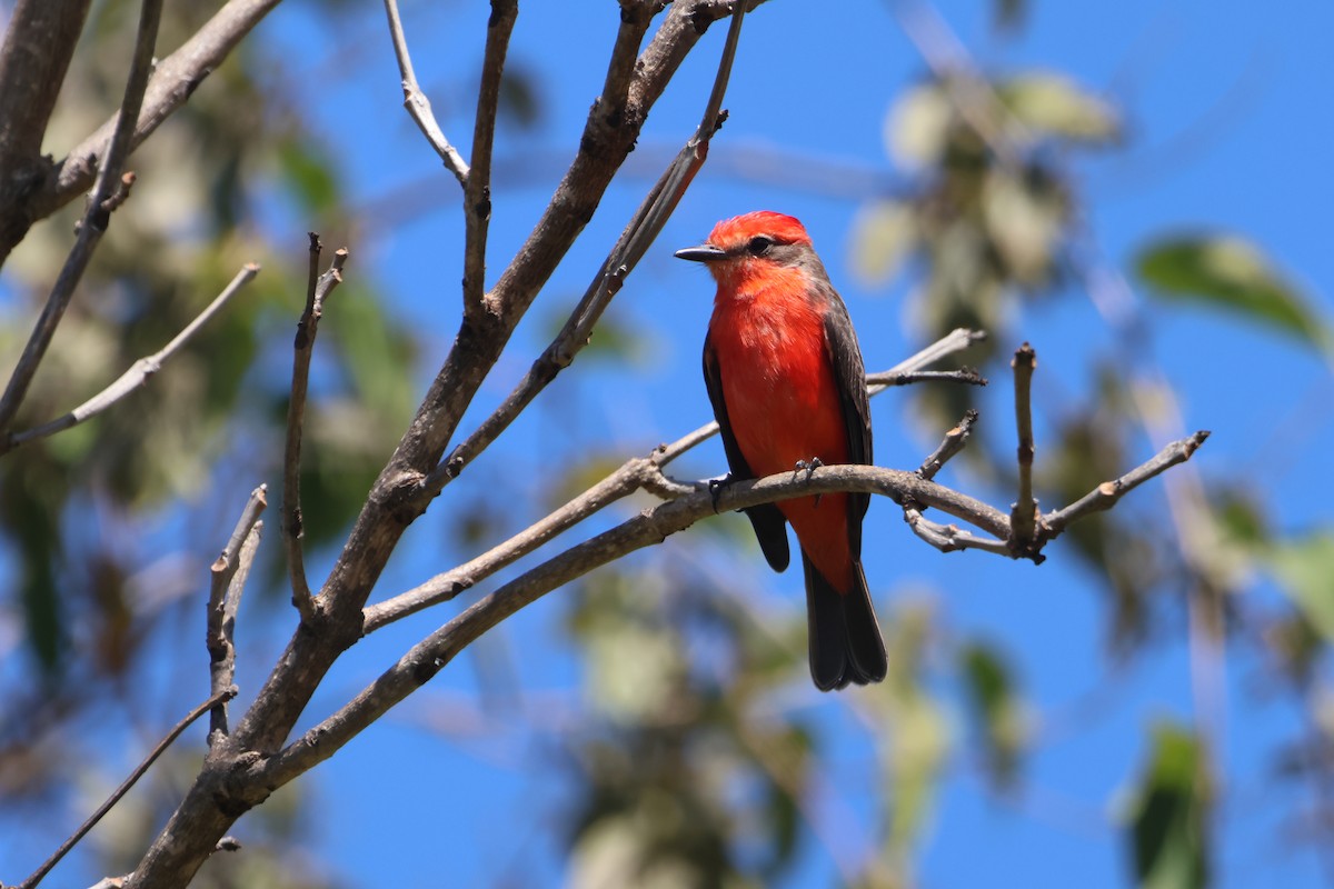 Vermilion Flycatcher - ML582013671