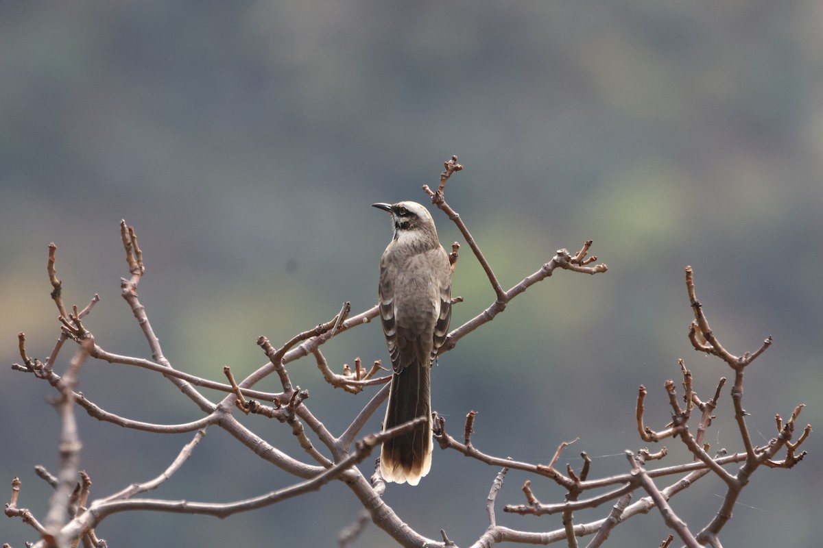 Long-tailed Mockingbird - Jorge Alcalá