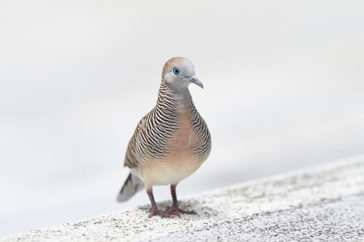 Zebra Dove - ML582014231