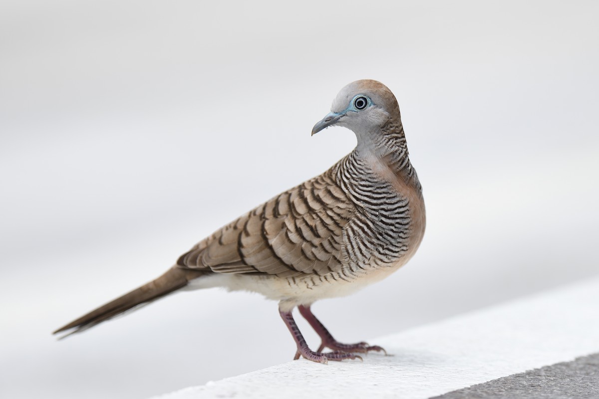 Zebra Dove - ML582014241