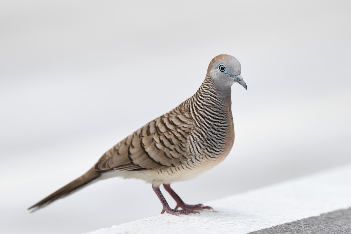 Zebra Dove - ML582014251