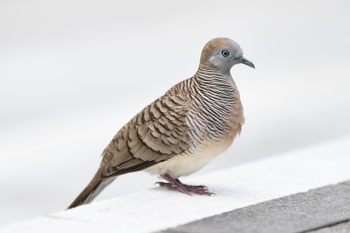 Zebra Dove - ML582014261