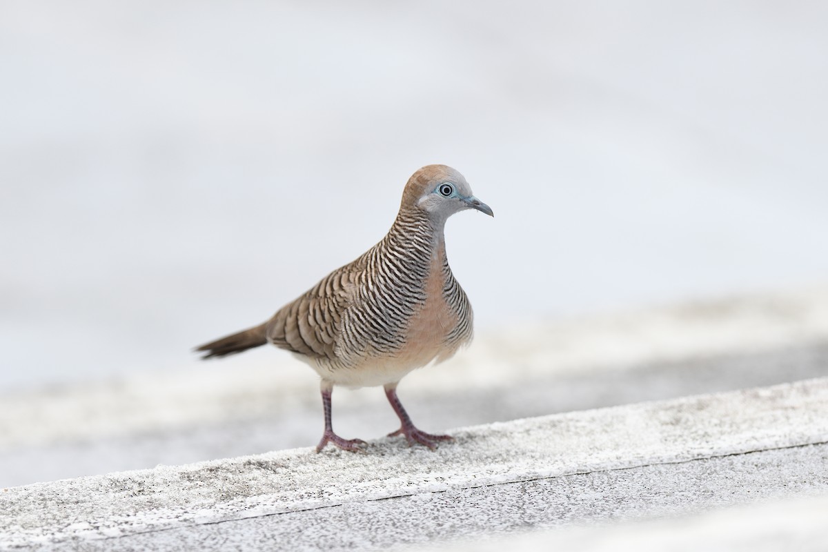 Zebra Dove - ML582014271