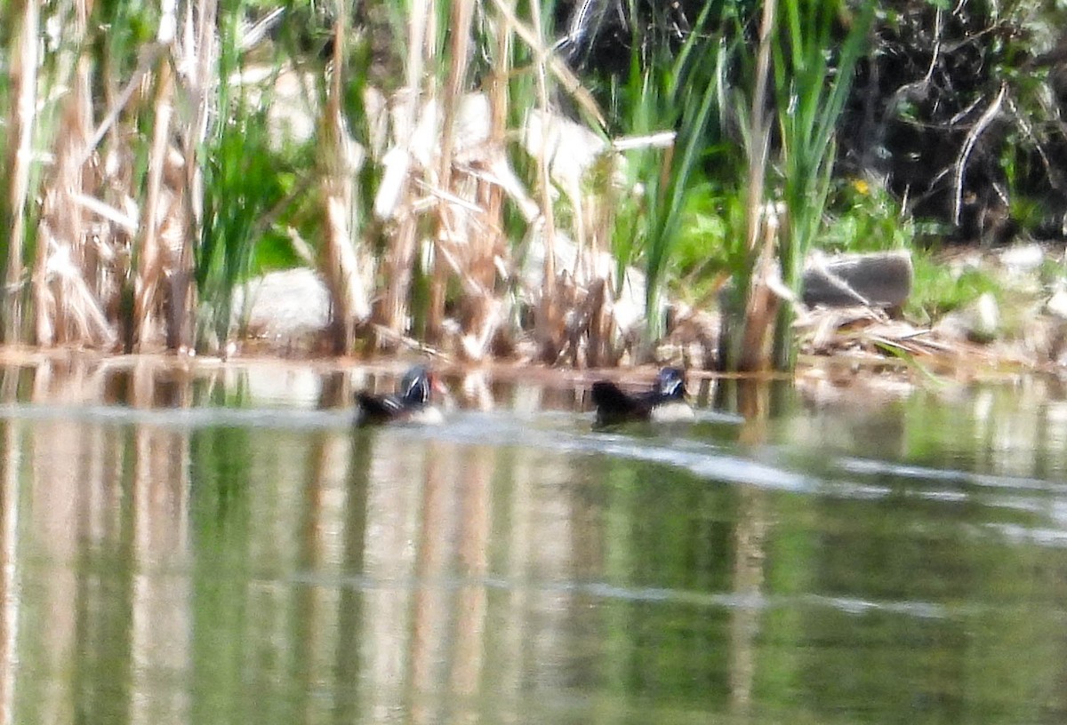 Wood Duck - ML582014991