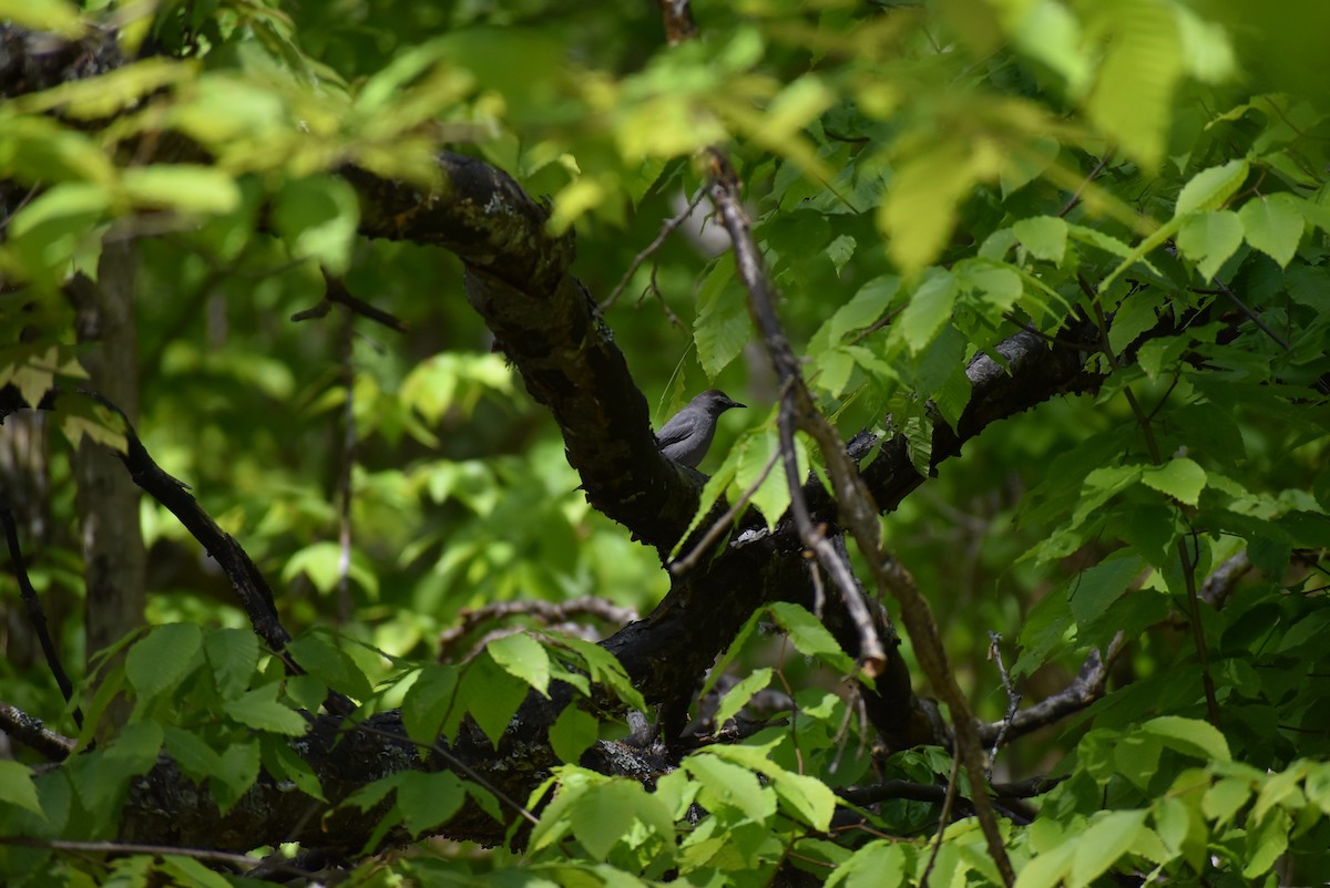 Gray Catbird - ML582015221