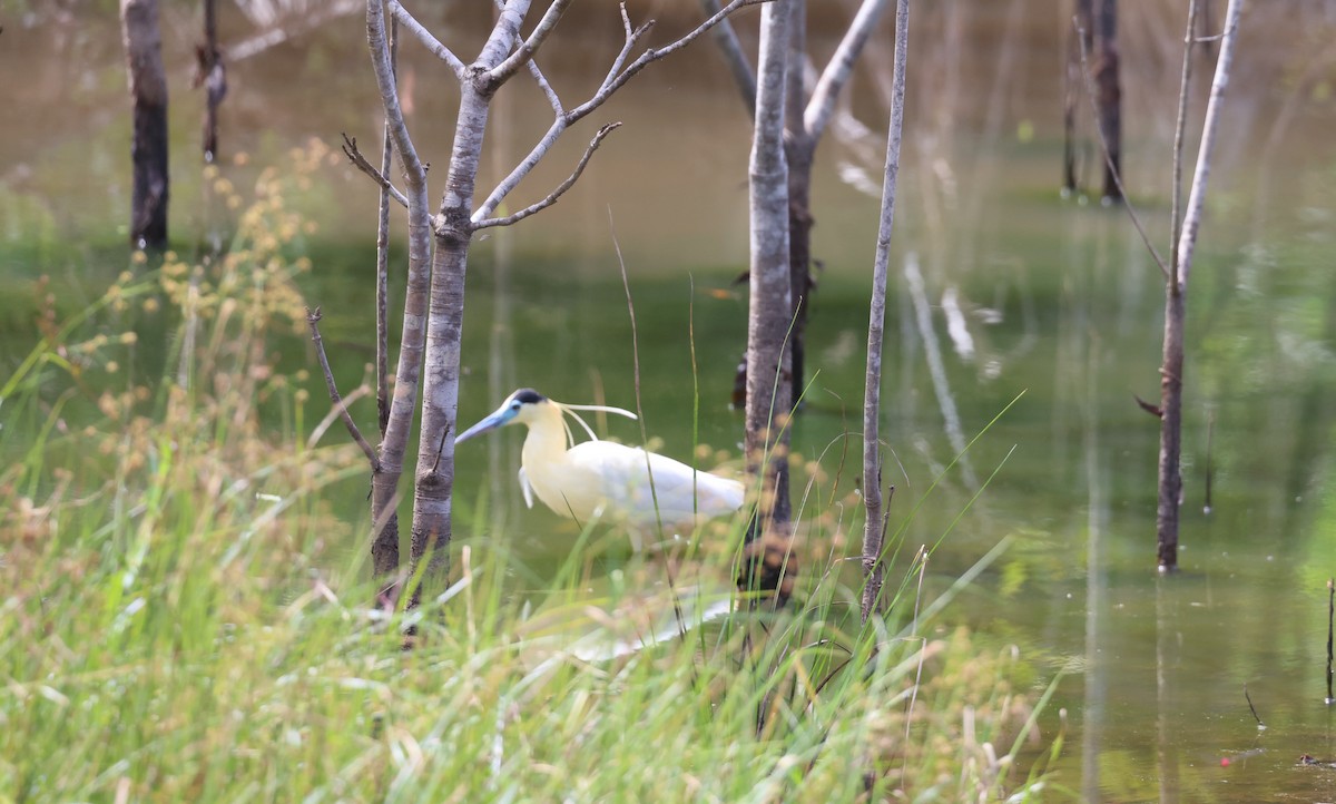 Capped Heron - ML582016091