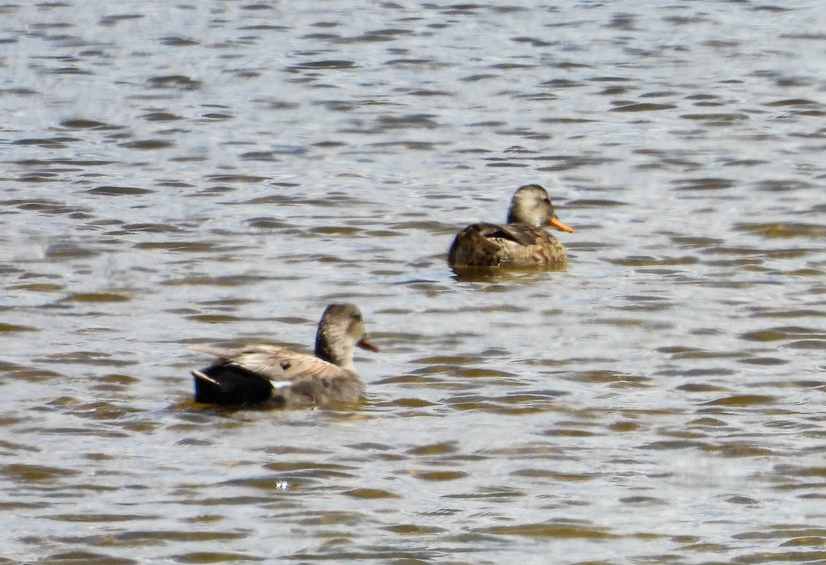 Gadwall - ML582017221