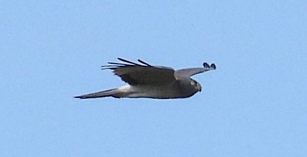 Northern Harrier - Tamara Aho