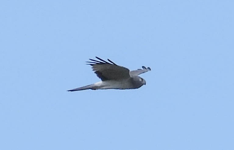 Northern Harrier - ML582017401