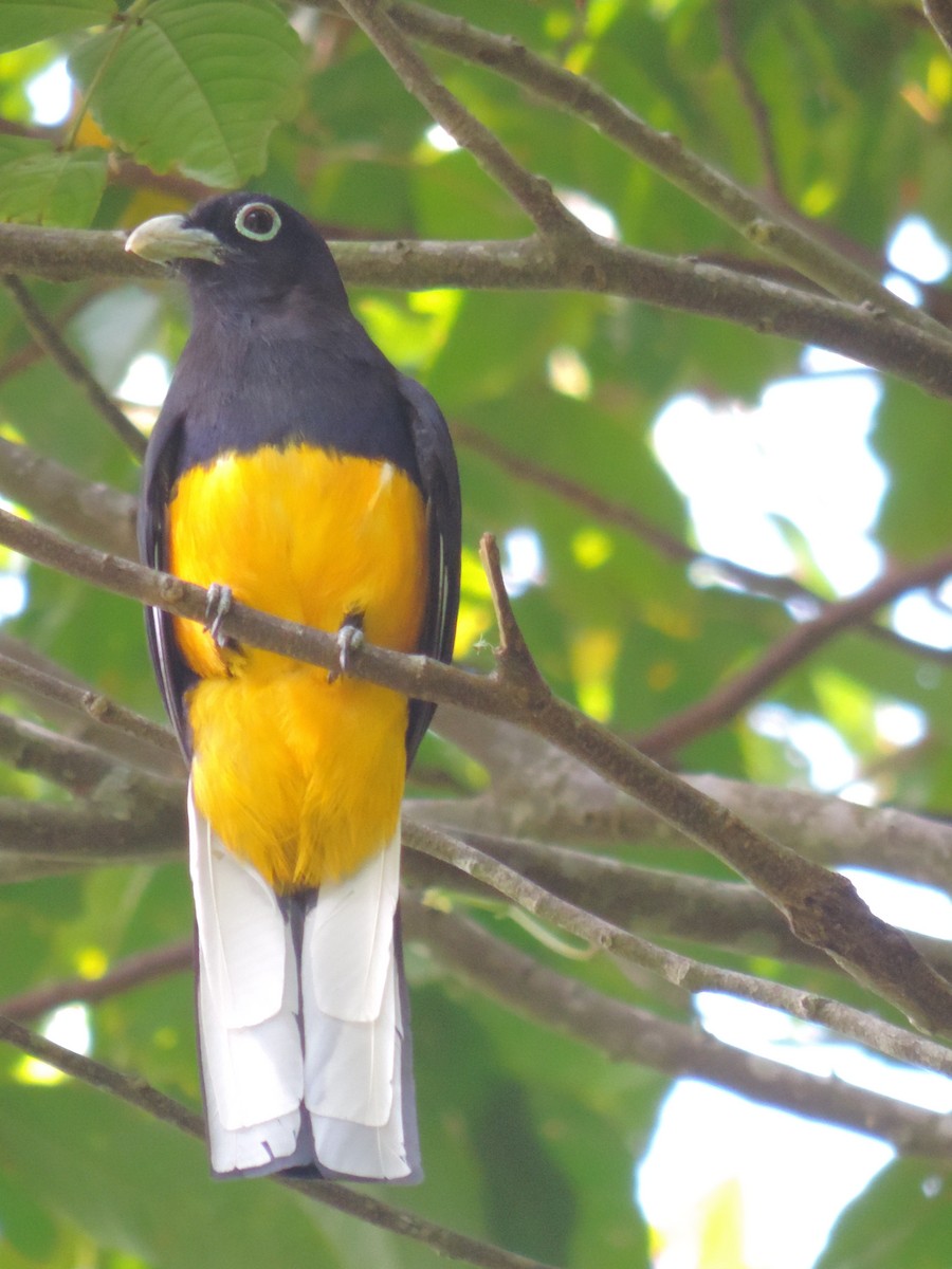 White-tailed Trogon - ML58201741