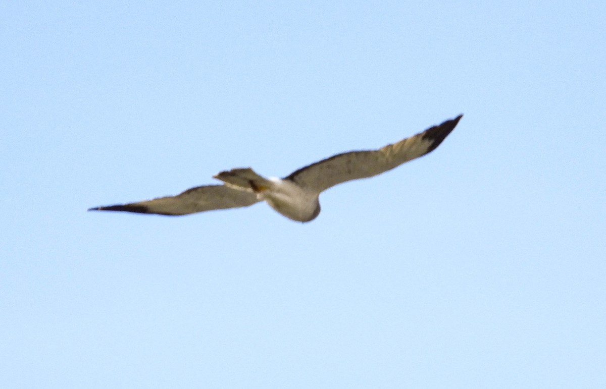 Northern Harrier - Tamara Aho