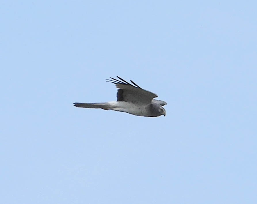 Northern Harrier - ML582017421