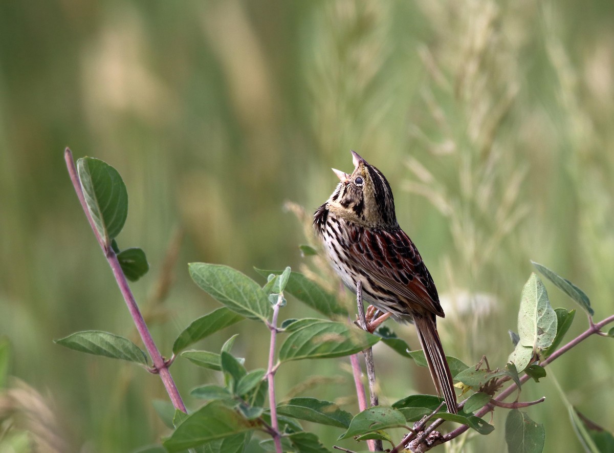 Henslow's Sparrow - Jeffrey Hall