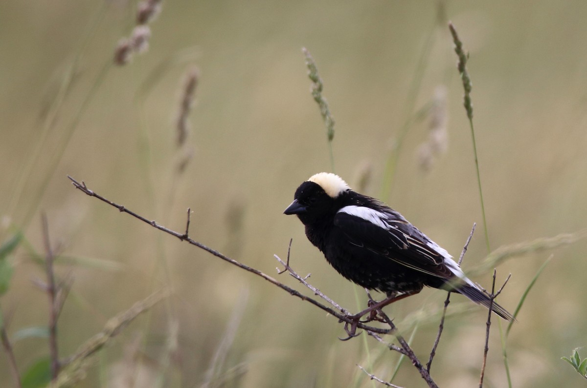 bobolink americký - ML582017951