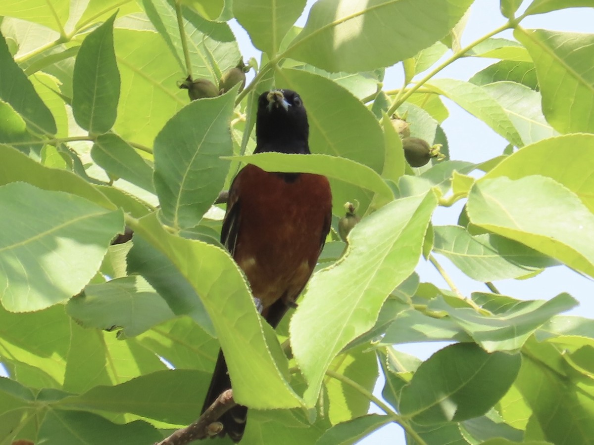 Orchard Oriole - ML582018141