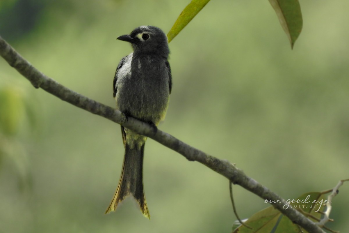 Ashy Drongo - juliana low