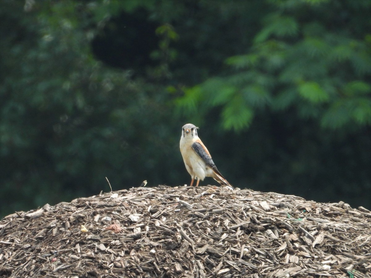 American Kestrel - ML582018641