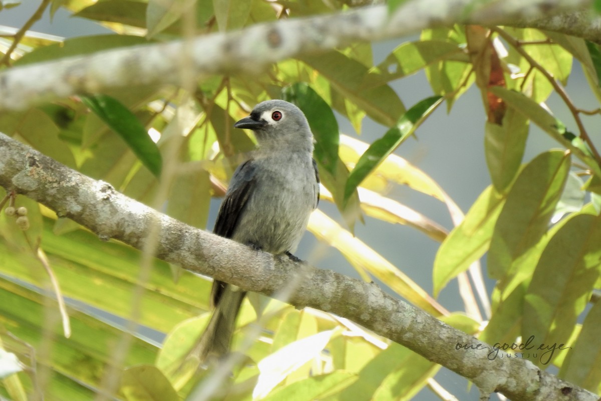 Ashy Drongo - juliana low