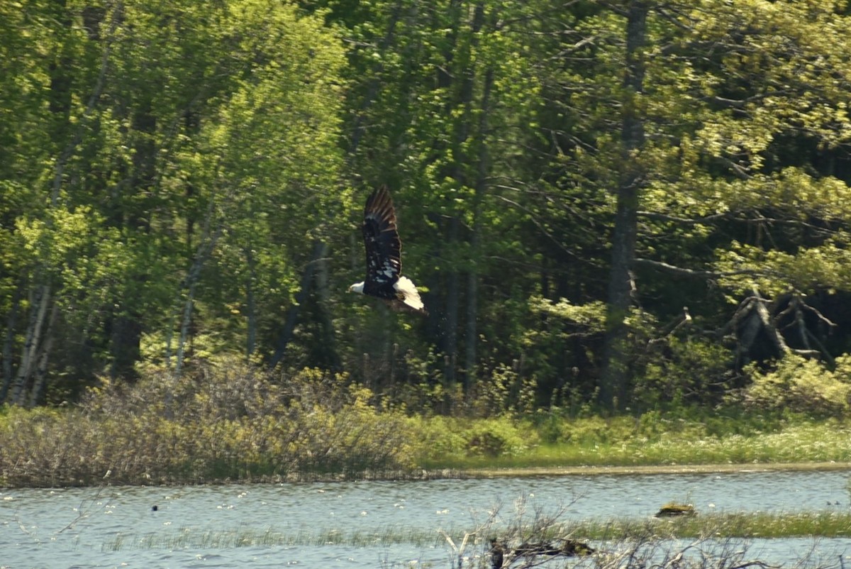 Bald Eagle - ML582018751