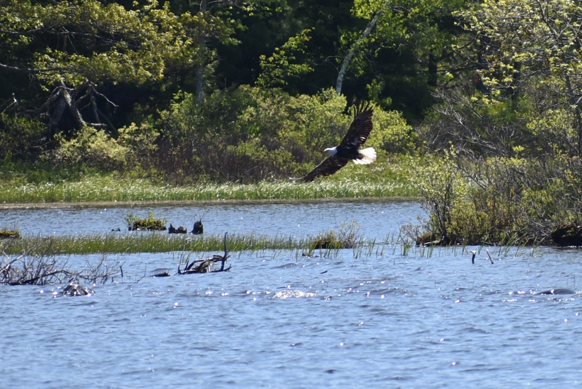 Weißkopf-Seeadler - ML582018761