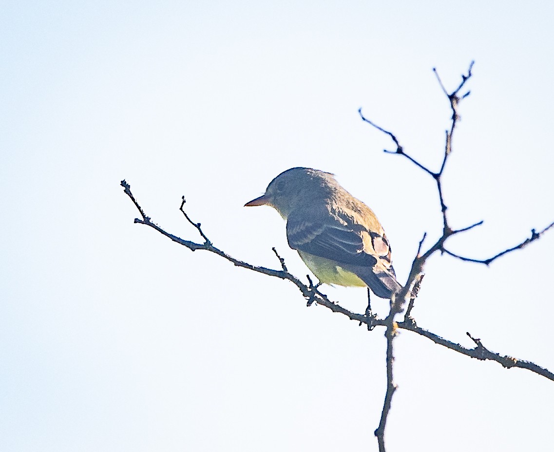 Willow Flycatcher - ML582018831